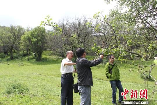 中国最大面积野果林遭遇虫害受灾面积已达5成