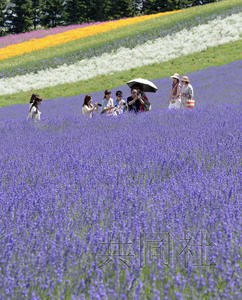 日本北海道迎薰衣草最佳观赏期游客拍照留念